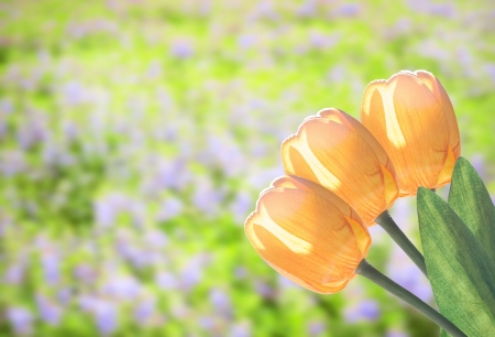 Yellow tulip flower with beautiful garden backgroundの写真素材