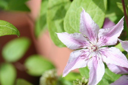 Flower in sunの写真素材