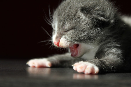 Cat Newborn Kitten