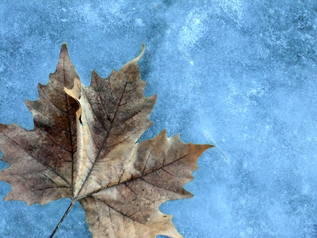 a leaf on a abstract background