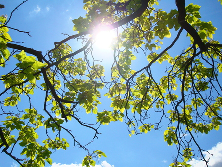 Green leaves in spring with sunny skyの写真素材