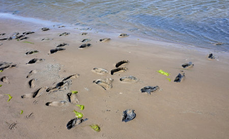 Mudflat hike ath the North Sea in North Frisia Germany with footprints