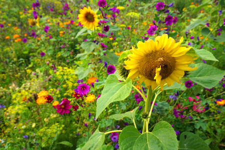 Sunflower and other wild flowers in summer - Garden Background