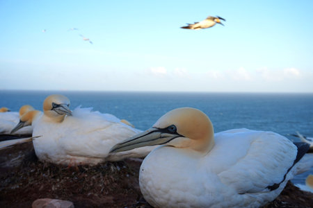Gannets at Lummenfelsen in Heligoland, Germanyの写真素材