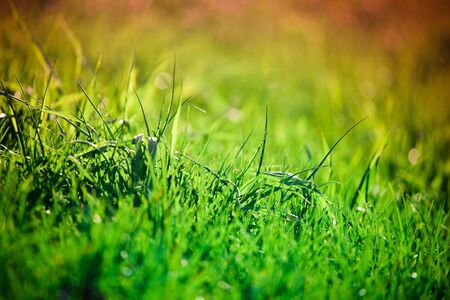 green grass on a sunny day close upの写真素材