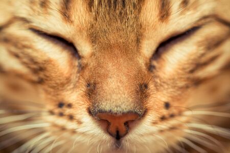 beautiful bengal cat screwing eyes, macro