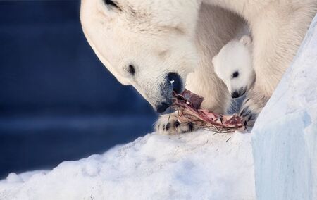 Little polar bear cub with big bear eating meatの写真素材