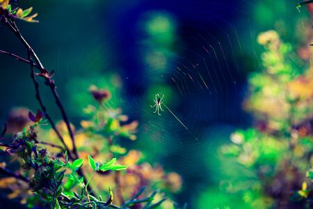 spider spinning web in the forestの写真素材