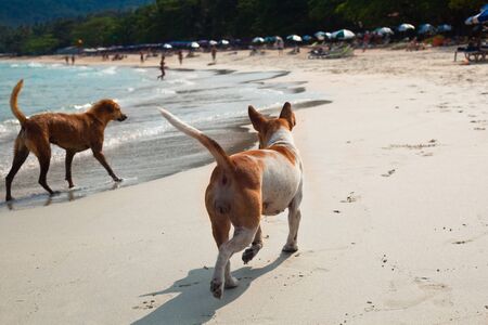 two dogs running on the beachの写真素材