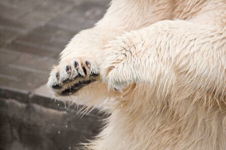 big polar bear's paws in the zooの写真素材