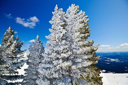 snowy firtrees in the snow and the mountain landscape	の写真素材