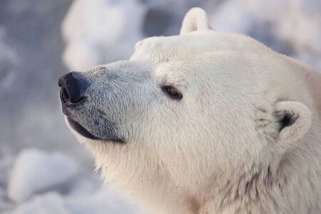 big white polar bear's muzzleの写真素材