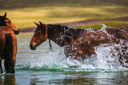 A horse bathing in Baikal lake, Russiaの写真素材