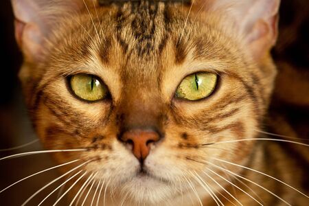 bengal cat muzzle close upの写真素材