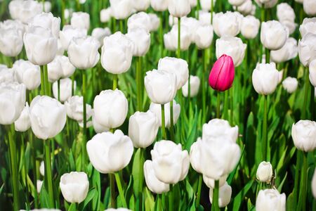 field with a lot of white tulips and only one pinkの写真素材