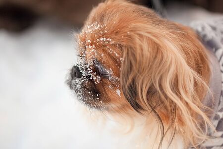 little pekingese face in the snowの写真素材