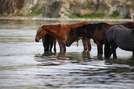 A herd of horses bathing in Baikal lake, Russiaの写真素材
