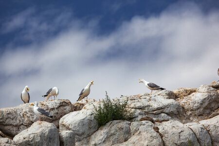 Seagulls on the rocky stones	の写真素材