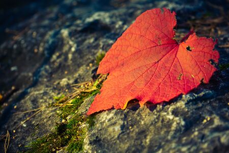 autumn red leaf lying on the rocky stoneの写真素材