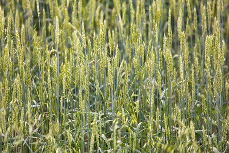 field full of rye earsの写真素材