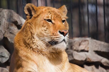lioness resting in the zooの写真素材