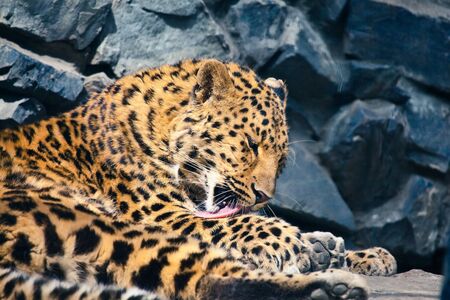 leopard resting in the zooの写真素材