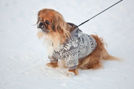 little pekingese in pretty jacket and the snowの写真素材