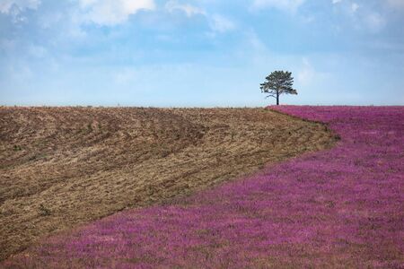 View of the arable field and with blossoming with lonely tree. Farmland, rural landscape