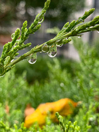 Drops of water fell on autumn leavesの写真素材