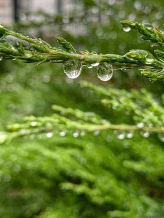 Drops of water fell on autumn leavesの写真素材