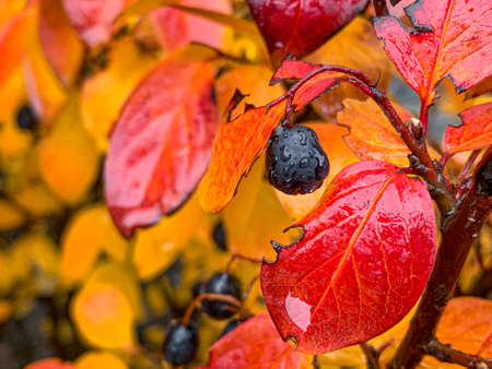 Black winter berries of cotoneaster lucidus with autumn coloured leavesの写真素材