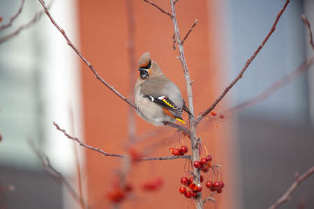 Bohemian waxwing winter passerine bird feeding on berriesの写真素材