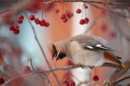 Bohemian waxwing winter passerine bird feeding on berriesの写真素材