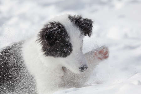 Cute and funny little dog playing in the snowの写真素材