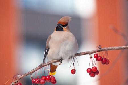 Bohemian waxwing winter passerine bird feeding on berriesの写真素材