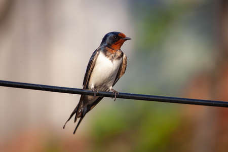 Barn swallow on A wireの写真素材