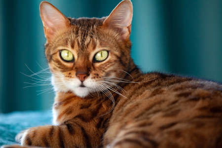portrait of bengal cat looks into the camera. High quality photoの写真素材