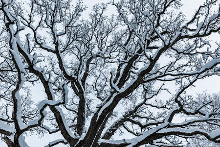 A majestic bare tree stands tall against a snowy Swedish sky, its snow-covered branches creating an air of tranquility in this monochrome winter landscape.の写真素材
