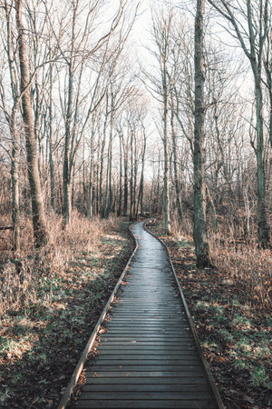 A tranquil autumn scene in Gothenburg, Sweden with a board walk leading into the forest. The bare tree stands tall against the land and serves as a reminder of natures beauty and growth.の写真素材
