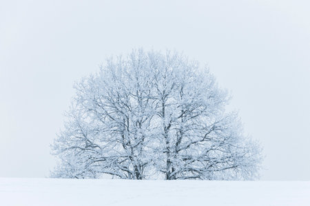 A tranquil winter landscape of Sweden, a lone bare tree with snow-covered branches standing against the white environment.の写真素材