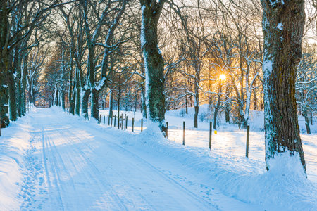 A peaceful winter forest path with white snow stretched along a winding road. Trees and plants line the way forward, illuminated by streaks of golden sun against a tranquil backdrop.の写真素材