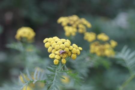 flower in the forest, gardenの写真素材