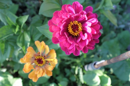 flower garden, the view from the topの写真素材
