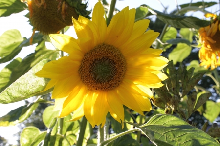 sunflowerの写真素材