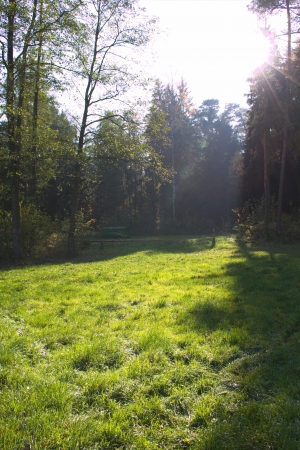 forest in the sun, trees in the sunの写真素材