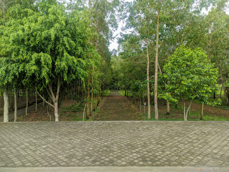 The path in the middle of the forest leads to Dalem Balingkang Temple, Bali. Neat paving road....