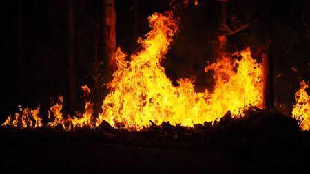 The fire is burning the forest at night