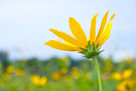 Mexican Sunflower Weed の写真素材