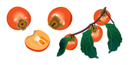 Persimmon on a white background. Branch with persimmon. Set.のイラスト素材