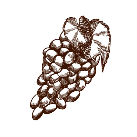 Hand drawn grapes sketch. Wine vine close up outline, leaves, berries. Black and white clip art isolated on white background, Antique vintage engraving illustration for design wine.のイラスト素材
